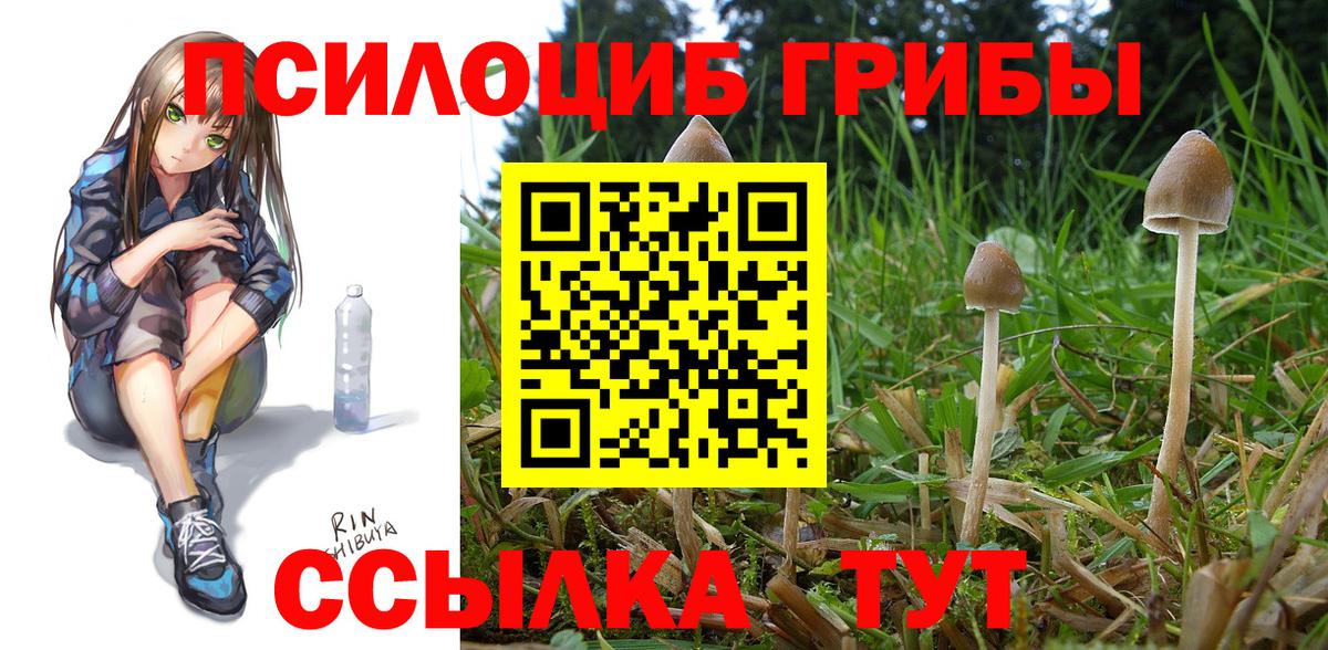 Реж  Псилоцибиновые грибы прущие грибы  Галлюциногенные грибы GOLDEN TEACHER  Вход с VPN 